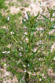 VERONICA ANAGALLIS AQUATICA,  BLUE WATER SPEEDWELL,  NATIVE WATERSIDE PERENNIAL,  JULY