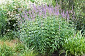 VERONICASTRUM FASCINATION,  HARDY PERENNIAL,  JULY