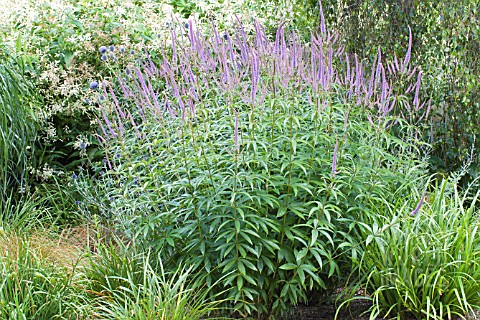 VERONICASTRUM_FASCINATION__HARDY_PERENNIAL__JULY