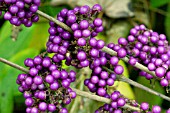 CALLICARPA BODINIERI,  HARDY SHRUB,  NOVEMBER