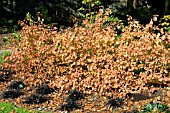 CORNUS  SANGUINEA MIDWINTER FIRE,  AUTUMN COLOUR,  NOVEMBER