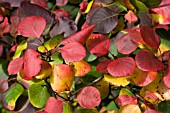 COTINUS COGGYGRIA,  SMOKE BUSH,  AUTUMN COLOUR,  NOVEMBER