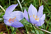 CROCUS ZONATUS,  AUTUMN CROCUS,  HARDY BULB,  NOVEMBER