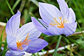 CROCUS ZONATUS,  AUTUMN CROCUS,  HARDY BULB,  NOVEMBER