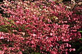 EUONOMYUS ALATUS,  DECIDUOUS SHRUB,  AUTUMN COLOUR,  NOVEMBER