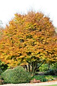 FAGUS SYLVATICA HETEROPHYLLA ASPLENIIFOLIA,  CUT LEAVED BEECH,  AUTUMN COLOUR,  NOVEMBER