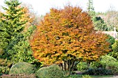 FAGUS SYLVATICA VAR. HETEROPHYLLA ASPLENIIFOLIA