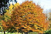 FAGUS SYLVATICA HETEROPHYLLA ASPLENIIFOLIA,  CUT LEAVED BEECH,  AUTUMN COLOUR,  NOVEMBER