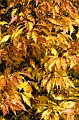 FAGUS SYLVATICA HETEROPHYLLA ASPLENIIFOLIA,  CUT LEAVED BEECH,  AUTUMN COLOUR,  NOVEMBER