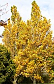 LIRIODENDRON TULIPIFERA FASTIGIATAUM,  MATURE TULIP TREE,  AUTUMN COLOUR,  NOVEMBER