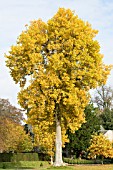 LIRIODENDRON TULIPIFERA,  MATURE TULIP TREE,  AUTUMN COLOUR,  NOVEMBER