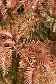 METASEQUOIA GYLPTOSTROBOIDES,  DAWN REDWOOD,  AUTUMN COLOUR,  NOVEMBER