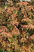 METASEQUOIA GYLPTOSTROBOIDES,  DAWN REDWOOD,  AUTUMN COLOUR,  NOVEMBER