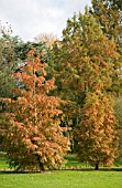 METASEQUOIA GYLPTOSTROBOIDES,  DAWN REDWOOD,  AUTUMN COLOUR,  NOVEMBER