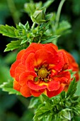 POTENTILLA WILLIAM ROLLISON,  HARDY PERENNIAL,  JUNE