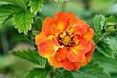 POTENTILLA WILLIAM ROLLISON,  HARDY PERENNIAL,  JUNE