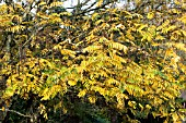 PTEROCARYA FRAXINIFOLIA,  CAUCASIAN WING NUT,  HARDY TREE,  AUTUMN COLOUR,  NOVEMBER