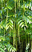 PTEROCARYA FRAXINIFOLIA,  CAUCASIAN WING NUT,  HARDY TREE,  JUNE