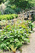 ROGERSIA AESCULIFOLIA GREEN & PINK BUD FORMS,  HARDY PERENNIALS,  JUNE