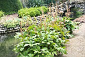 ROGERSIA AESCULIFOLIA GREEN & PINK BUD FORMS,  HARDY PERENNIALS,  JUNE