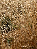 DESCHAMPSIA FLEXUOSA (WAVY HAIR GRASS)