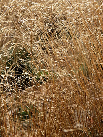 DESCHAMPSIA_FLEXUOSA_WAVY_HAIR_GRASS