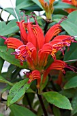 AESCHYANTHUS HOT FLUSH,  GREENHOUSE POT PLANT,  NOVEMBER