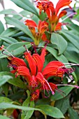 AESCHYANTHUS HOT FLUSH,  GREENHOUSE POT PLANT,  NOVEMBER