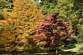 CORNUS KOUSA CHINENSIS & FAGUS SYLVATICA HETEROPHYLLA,  AUTUMN COLOUR,  OCTOBER