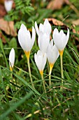 CROCUS OCHROCEUCUS,  AUTUMN CROCUS,  HARDY BULB,  NOVEMBER