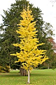 GINKGO BILOBA,  MAIDENHAIR TREE,  CONIFER,  AUTUMN COLOUR,  NOVEMBER