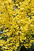 GINKGO BILOBA,  MAIDENHAIR TREE,  CONIFER,  AUTUMN COLOUR,  NOVEMBER