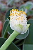 HAEMANTHUS ALBIFLOS,  WHITE PAINT BRUSH,  TENDER GREENHOUSE POT PLANT,  NOVEMBER