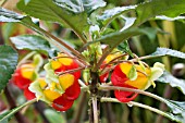 IMPATIENS NIAMNIAMENSIS CONGO COCATOO,  TENDER POT PLANT,  NOVEMBER