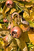 MESPILUS GERMANICA,  MEDLER,  FRUITS & AUTUMN COLOUR,  NOVEMBER