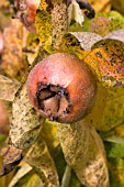 MESPILUS GERMANICA,  MEDLER,  FRUITS & AUTUMN COLOUR,  NOVEMBER