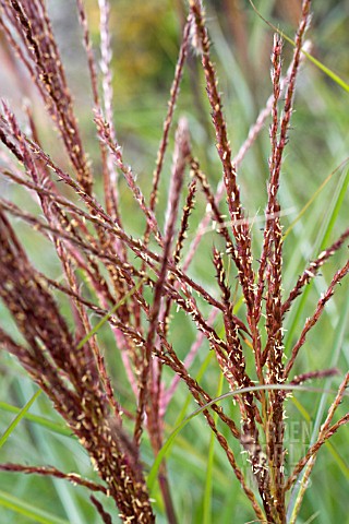 MISCANTHUS_GRACILLIMUS__HARDY_GRASS__NOVEMBER