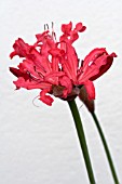 NERINE BAGHDAD,  TENDER BULB,  NOVEMBER