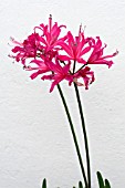 NERINE BENNETT POE,  TENDER BULB,  NOVEMBER