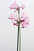 NERINE UNDULATA,  TENDER BULB,  NOVEMBER