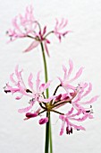 NERINE UNDULATA,  TENDER BULB,  NOVEMBER