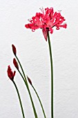 NERINE UNNAMED,  TENDER BULB,  NOVEMBER