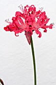 NERINE UNNAMED,  TENDER BULB,  NOVEMBER