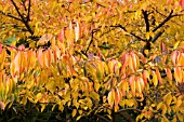 PRUNUS SERRULATA SHIROTAE,  FLOWERING CHERRY,  AUTUMN COLOUR,  NOVEMBER