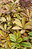 RODGERSIA AESCULIFOLIA,  HARDY PERENNIAL,  AUTUMN COLOUR,  NOVEMBER