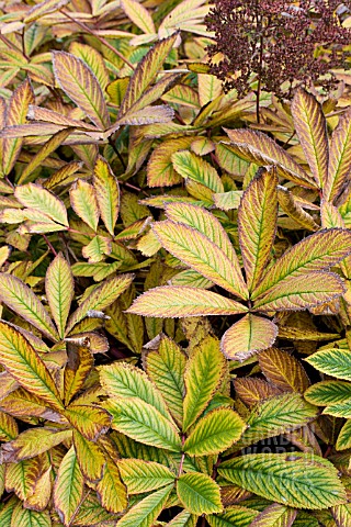 RODGERSIA_AESCULIFOLIA__HARDY_PERENNIAL__AUTUMN_COLOUR__NOVEMBER