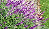 SALVIA LEUCANTHA,  TENDER PERENNIAL,  NOVEMBER