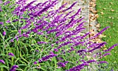 SALVIA LEUCANTHA,  TENDER PERENNIAL,  NOVEMBER