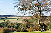 SUSSEX DOWNS,  AUTUMN COLOUR,  OCTOBER