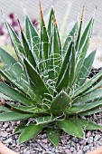 AGAVE FILIFERA